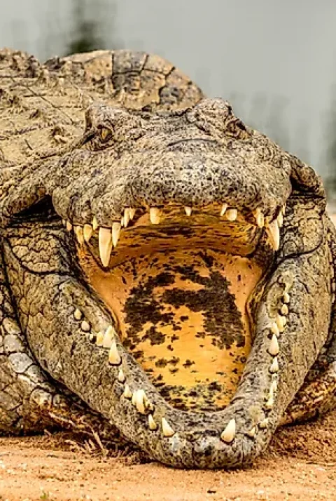 Featured Image
